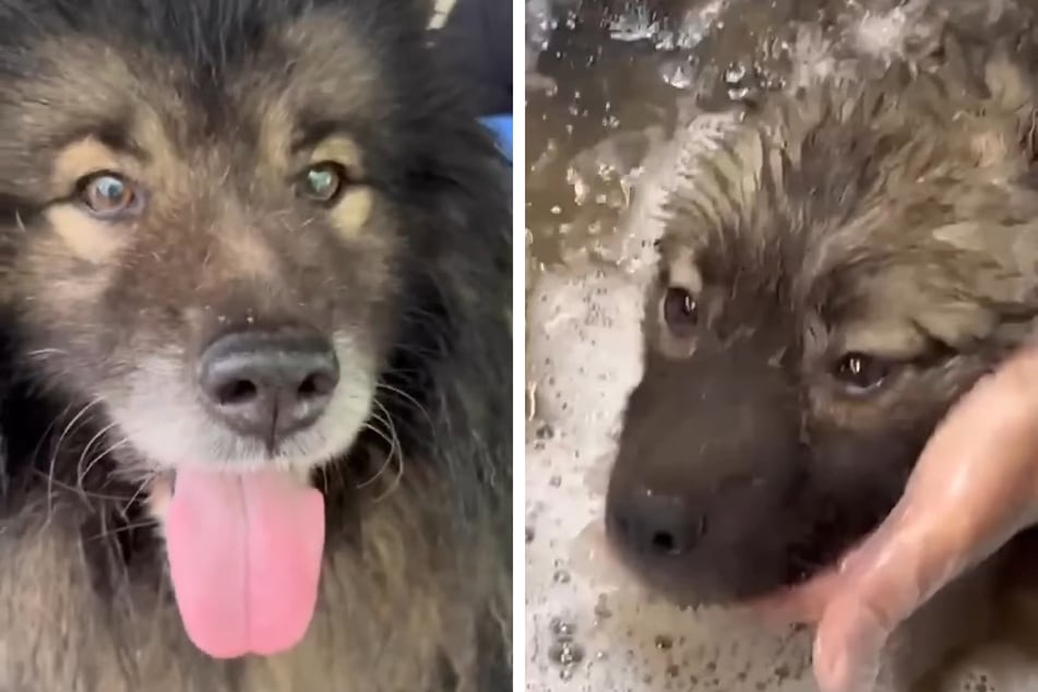Viele Stunden lang wurden die geretteten Hunde gebadet.