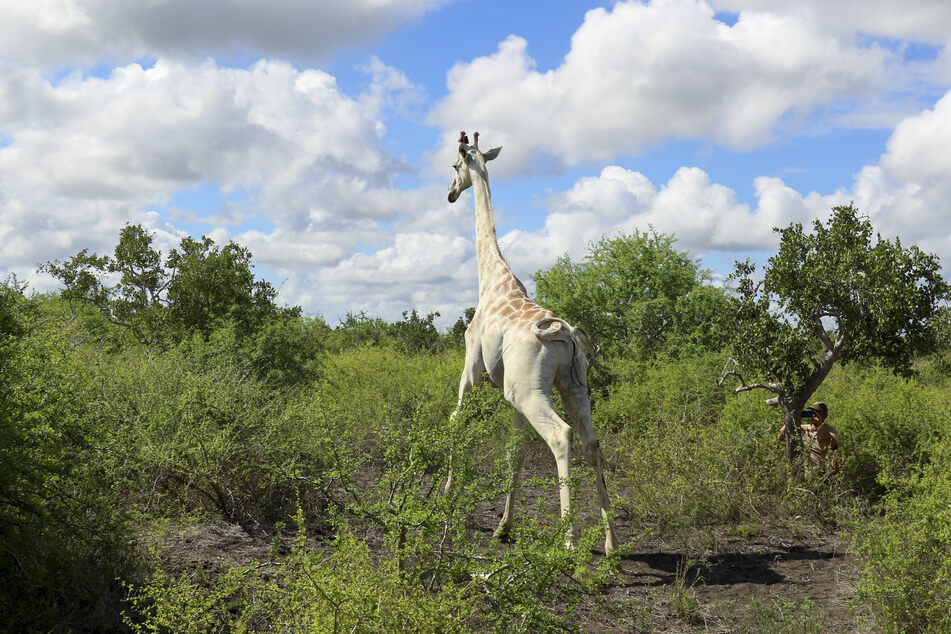 Durch den seltenen Gen-Defekt Leuzismus ist die Giraffe weiß. Das macht sie für Wilderer umso begehrter.