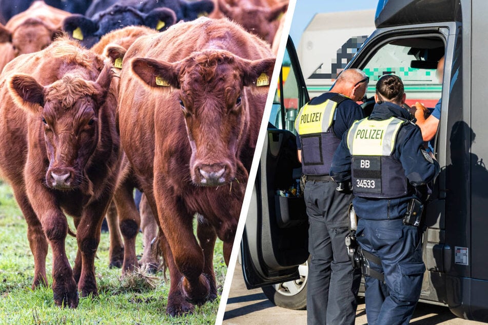 "Rinderwahnsinn" in Brandenburg: Polizei nimmt Viehdiebe auf A9 ins Visier