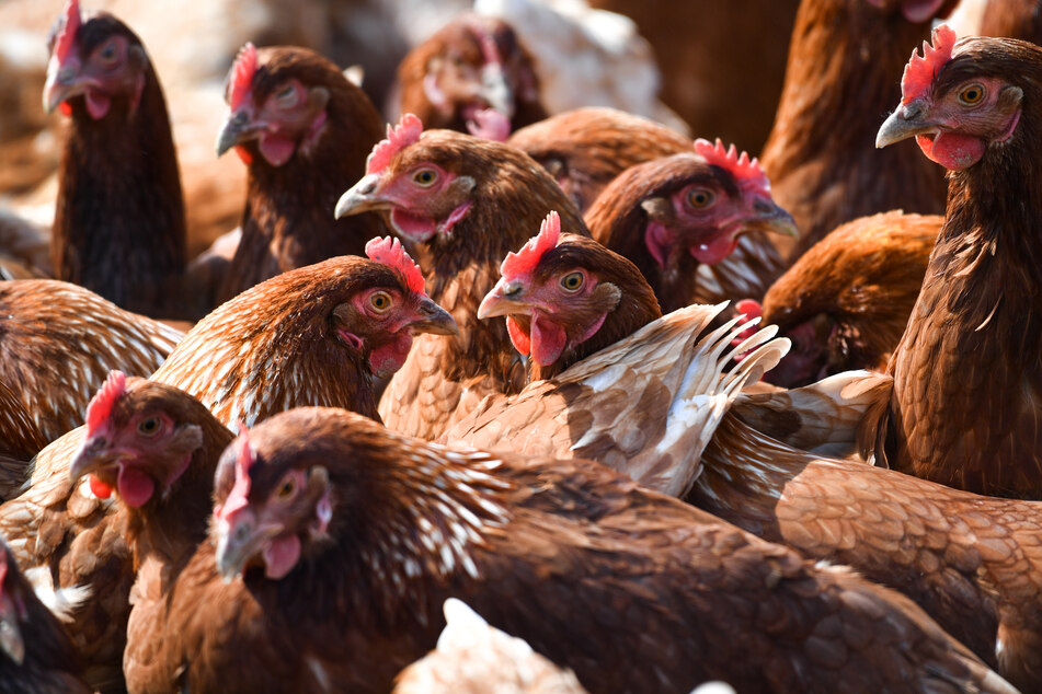 Nach dem Ausbruch der Vogelgrippe in einem Legehennenbetrieb bei Paderborn sind infizierte Tiere per Lastwagen in andere Bundesländer gebracht und dort vermarktet worden. (Symbolfoto)