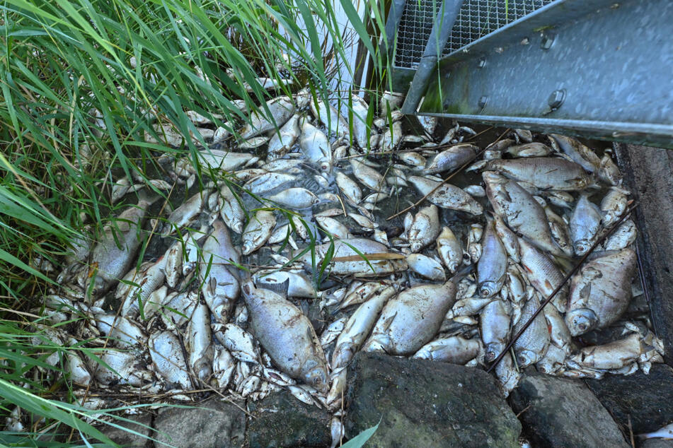 Seit Tagen holen Freiwilligen tonnenweise tote Fische aus dem Wasser.