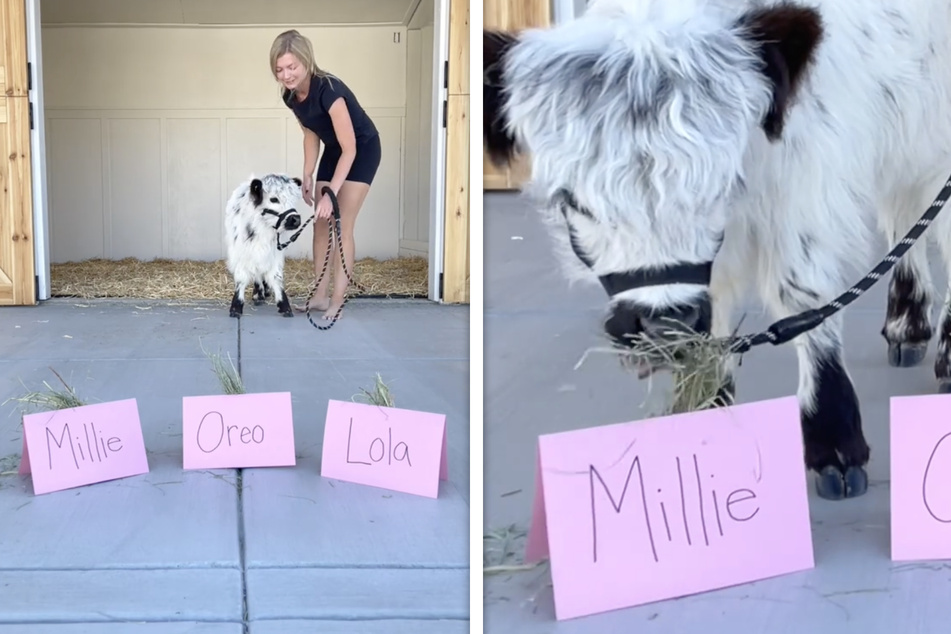 Die kleine Kuh suchte sich "Millie" als ihren Namen aus.