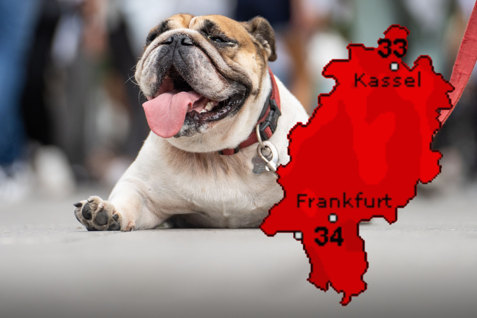 Am Wochenende leiden auch die Hunde unter der Hitze. Zum Beginn der neuen Woche wird es dann etwas weniger heiß in Hessen.