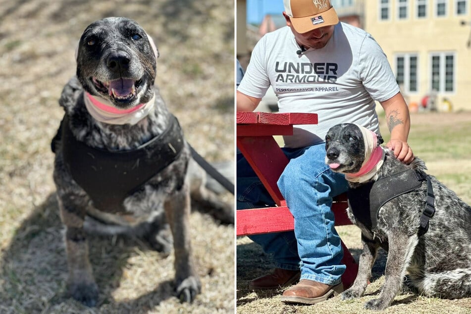 Trotz des langen Heilungsprozesses scheint es der alten Hündin bereits viel besser zu gehen.