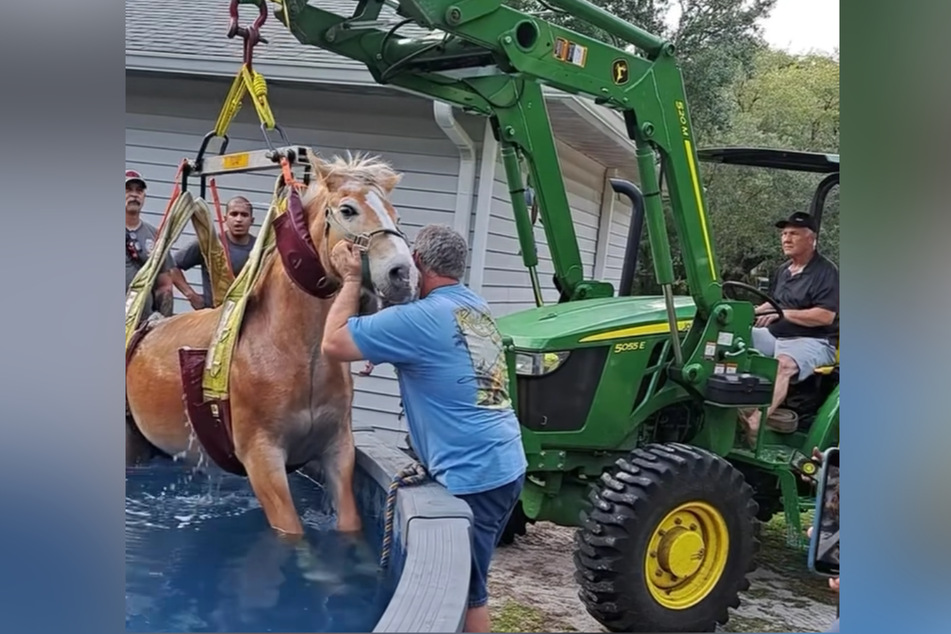 Mo the horse was helped out of the pool by firefighters.
