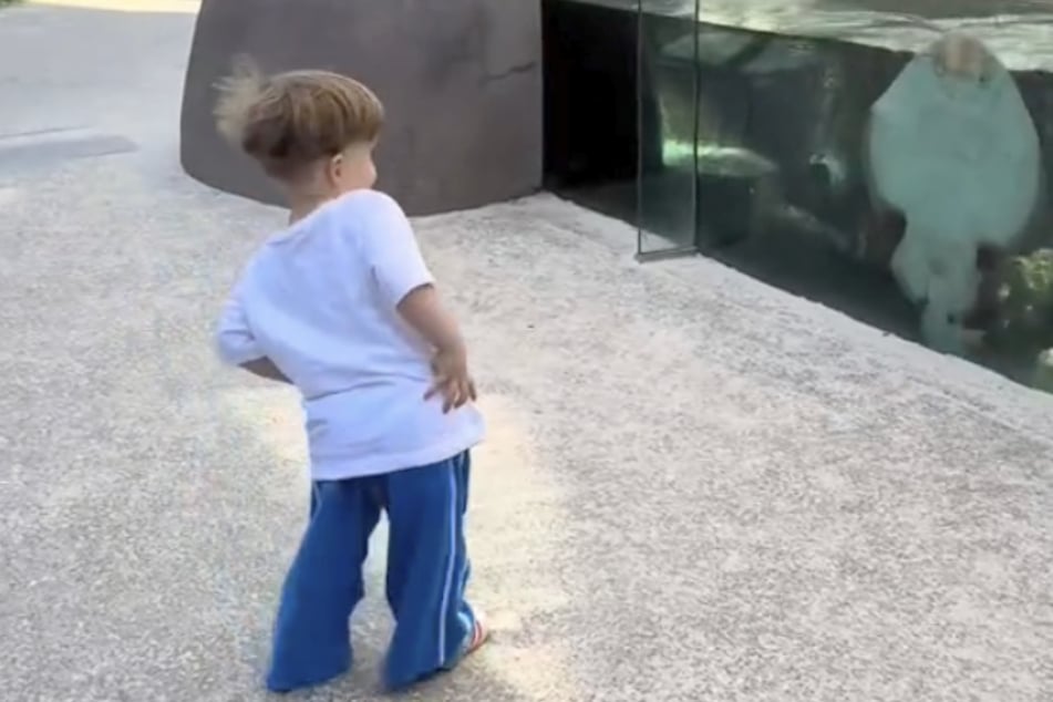 In an Australian zoo, a toddler danced with a ray.