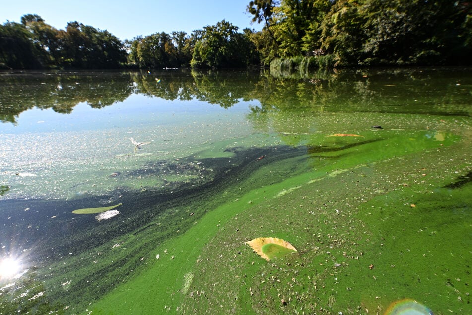 Eine Wasserprobe soll die Wasserqualität überprüfen und klären, ob Blaualgen im Gewässer vorkommen.