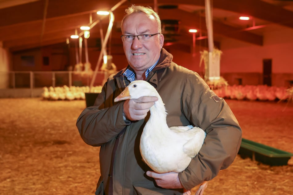 Bei Eskildsen schlüpfen rund 600.000 Gänseküken pro Jahr.