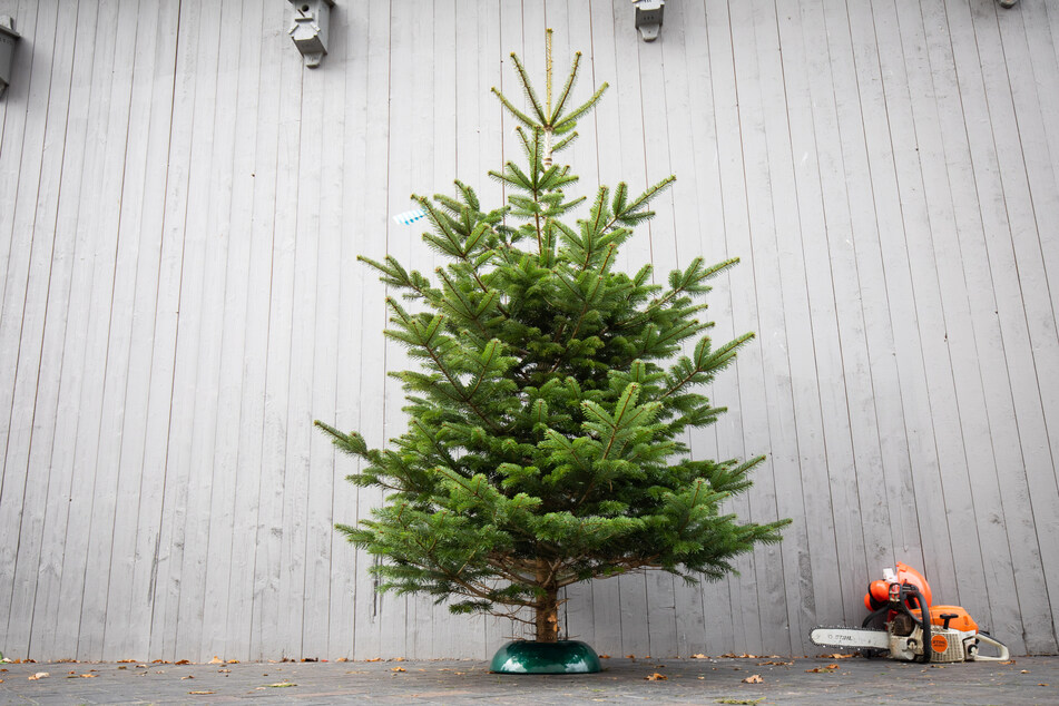 Schone Bescherung Dank Corona Werden Weihnachtsbaume In Nrw Wohl Teurer 24