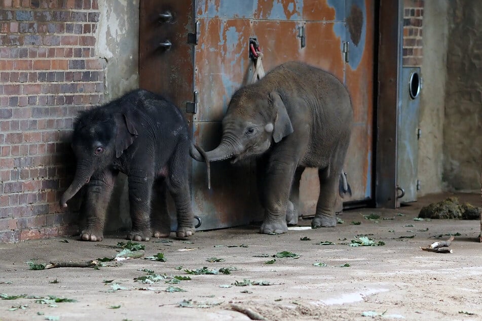 Durften sich bereits beschnuppern: Das neugeborene Elefantenbaby und die sieben Monate alten Halbschwester Bao Ngoc.