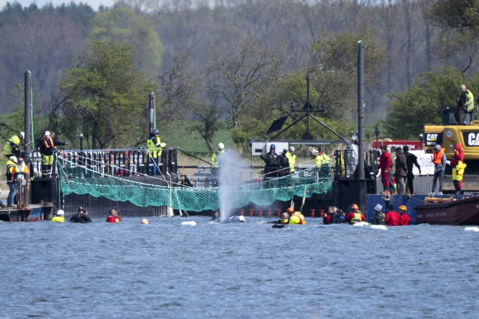 Buckelwal Timmy hat es in die Barge geschafft. Nun könne er in die Nordsee transportiert werden.