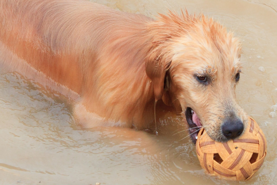 Sechs Hunde planschen im See: Alle tot durch Vergiftung!