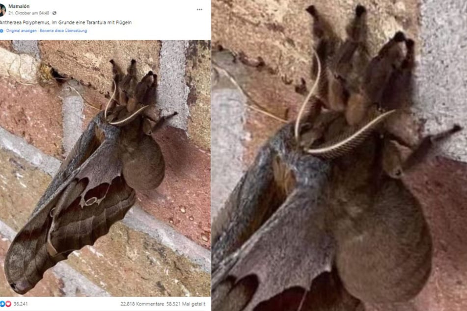 This animal freaked out a lot of Facebook users.