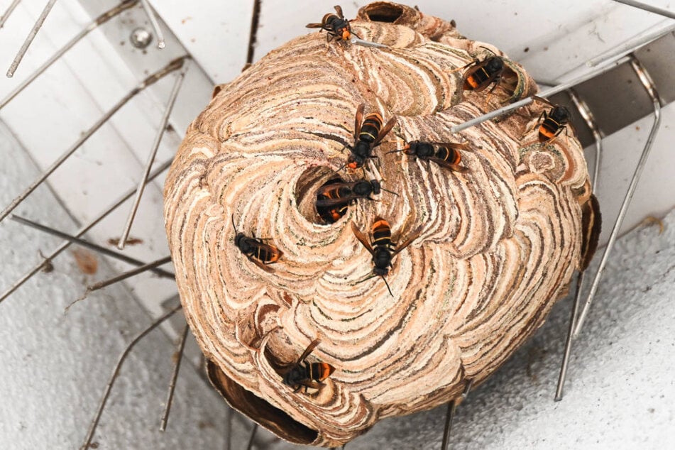 In Eisenhüttenstadt ist unter dem Dachvorsprung eines Bürogebäudes das erste Nest der Asiatischen Hornisse gefunden worden.