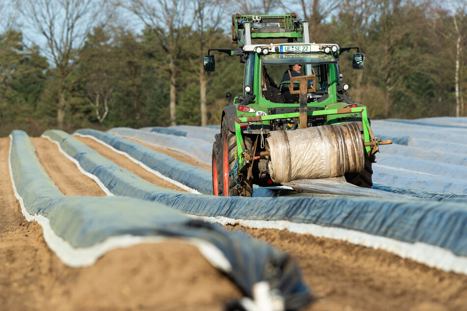 In Niedersachsen deckt ein Spargelbauer mithilfe eines Traktors die angehäufelten Spargelbeete auf seinem Feld mit Folie ab. Im kalten Frühjahr kam das wärmeliebende Edelgemüse nur langsam ins Wachsen.