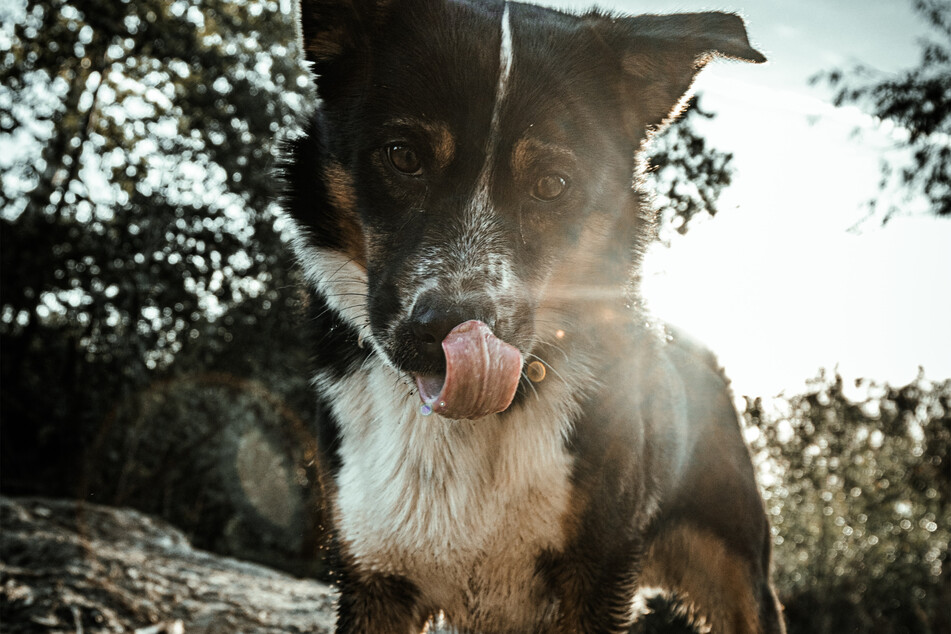 Dogs regularly lick their lips, and there are a variety of reasons as to why that is.