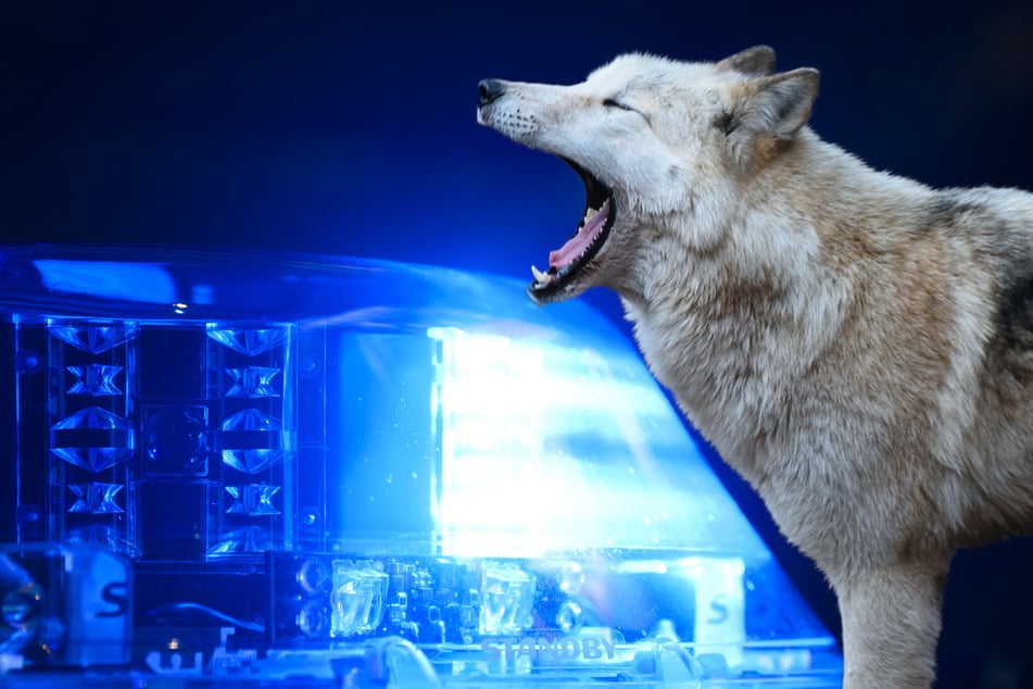 Wölfe: Wolf sorgt in Innenstadt für Aufsehen! Polizei mit Blaulicht im Einsatz