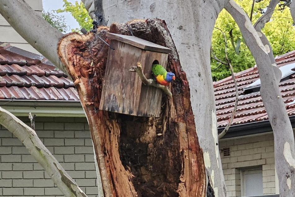 One evening, rescuers were about to feed the baby birds when an adult wedge-tailed lorikeet stuck its head out of the nest box. The parrot parents had returned at last!