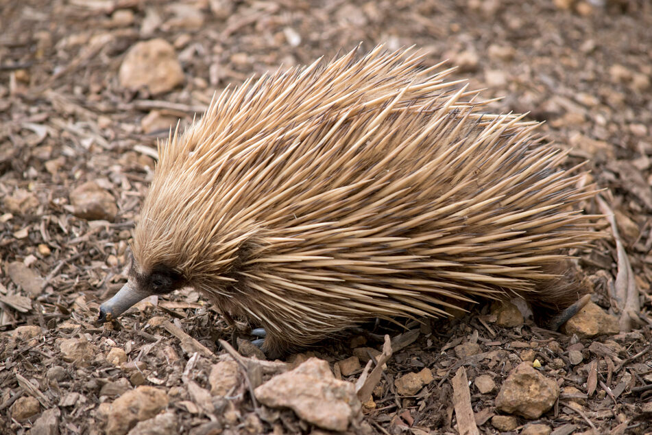 An der australischen Küste wurde ein Ameisenigel zur ungewöhnlichen Mahlzeit eines drei Meter langen Tigerhais.