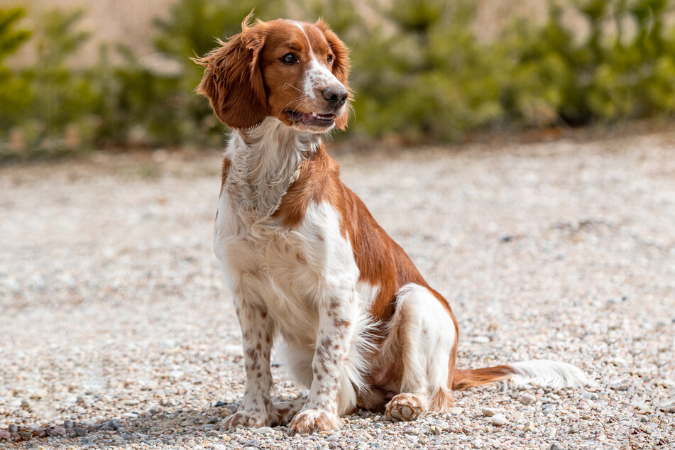 The English speagle spaniel is a beautiful medium-sized doggo.