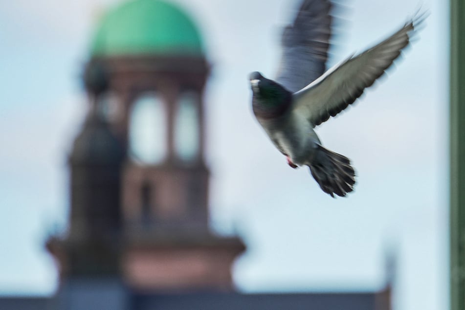 Frankfurt: Zu viele Tauben in Frankfurt? Jetzt prüft die Stadt auch diese Möglichkeit