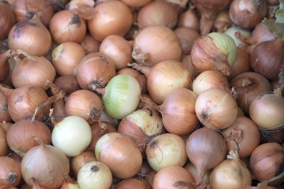Zwiebelbauern plagen Nachwuchssorgen. Junge Leute wollen offensichtlich nicht mehr aufs Feld.