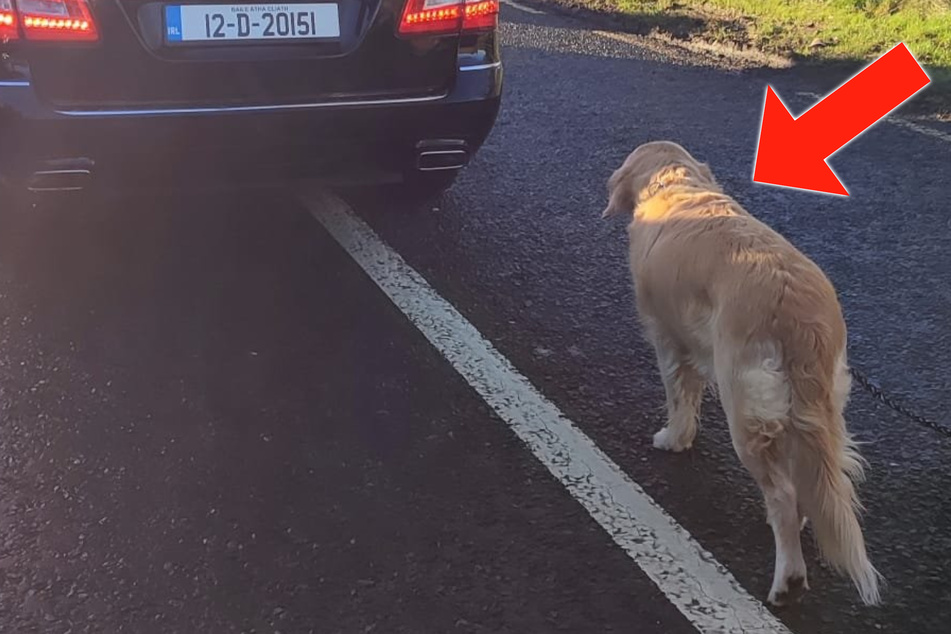 Hund trottet Auto hinterher: Der Grund könnte trauriger nicht sein!
