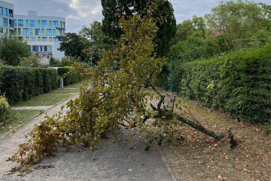 Auch ein Zierapfelbaum wurde von den Unbekannten demoliert.