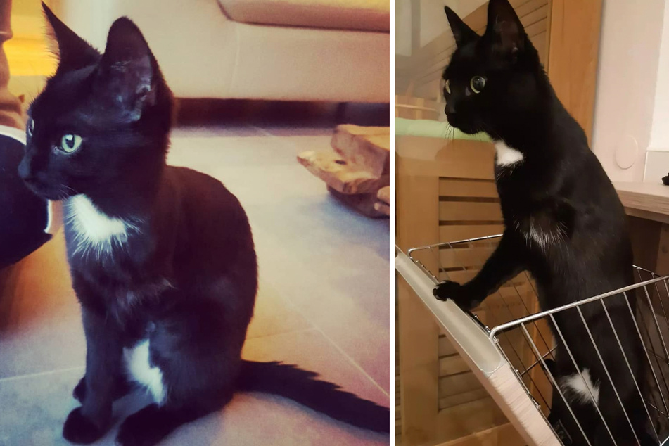 Die dreibeinige Katze Lilly ist eine kleine Diva, die es gemeinsam mit ihrer Freundin Frieda auf Instagram zu sehen gibt.