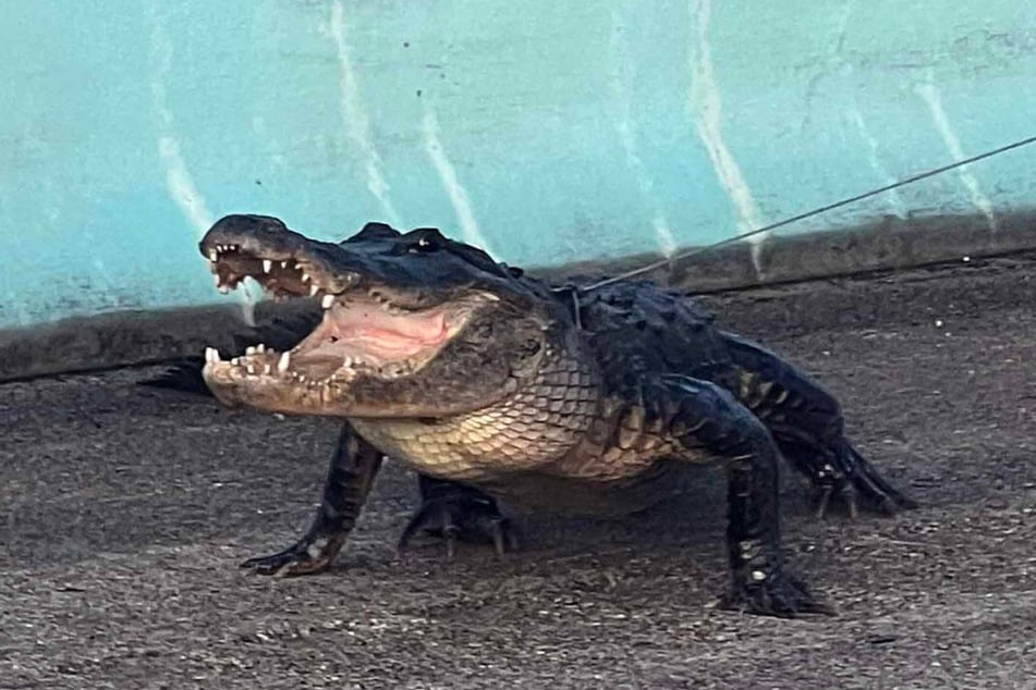 A ten-foot-long Florida alligator blocked the Florida Keys highway for over an hour