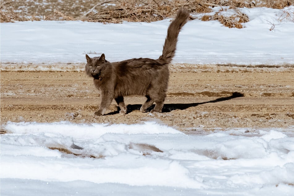 Nebelung cats have thick and fluffy grey fur that protects them from the elements.