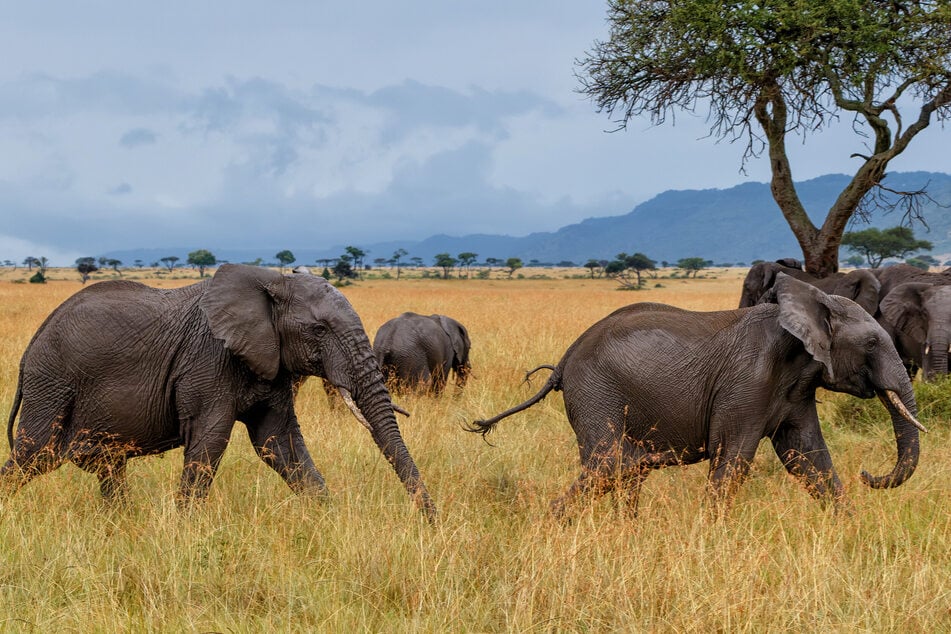 Elephants would be better off in the wild. (symbolic image)