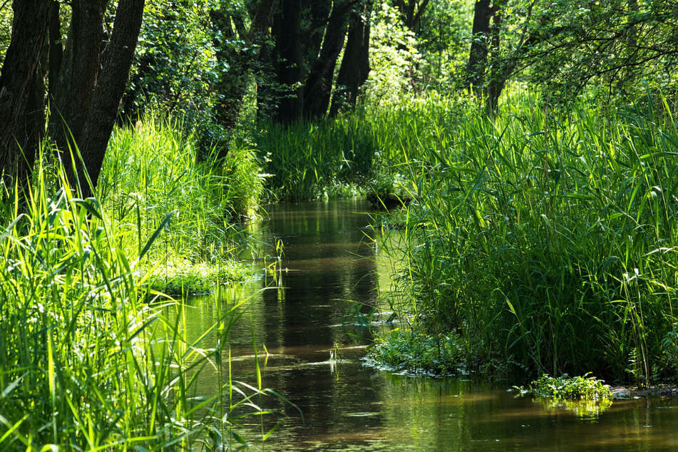 Der Zeuge behauptete, einen Kinderkörper im Fluss Przemsza (Foto) gesehen zu haben. (Symbolbild)