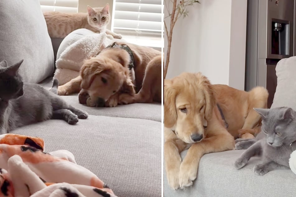 Vierbeiner "Fisher" ist mit Katzen aufgewachsen. Einige Verhaltensweisen hat er sich abgeschaut.