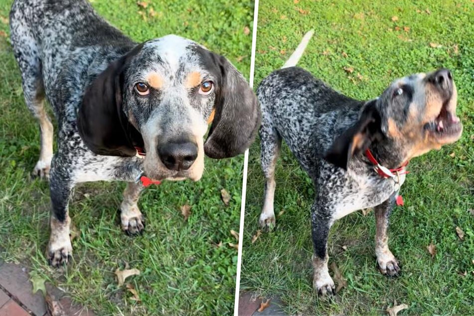 Frau stimmt Geburtstagsständchen an: Was ihr Hund dann tut, lässt Ohren bluten