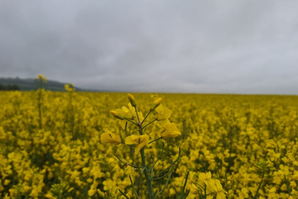 Hier leuchtet nur der Raps. Die Woche startet in Thüringen mit vielen Wolken. (Symbolbild)