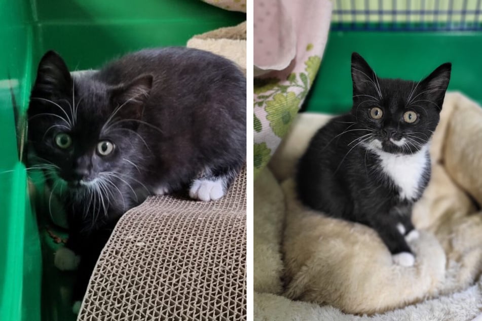 Söckchen está ansiosa por encontrar al fin su propia familia.