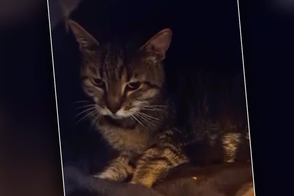 Katze Bonnie leidet am inoperablen Tumoren, die bereits gestreut haben.