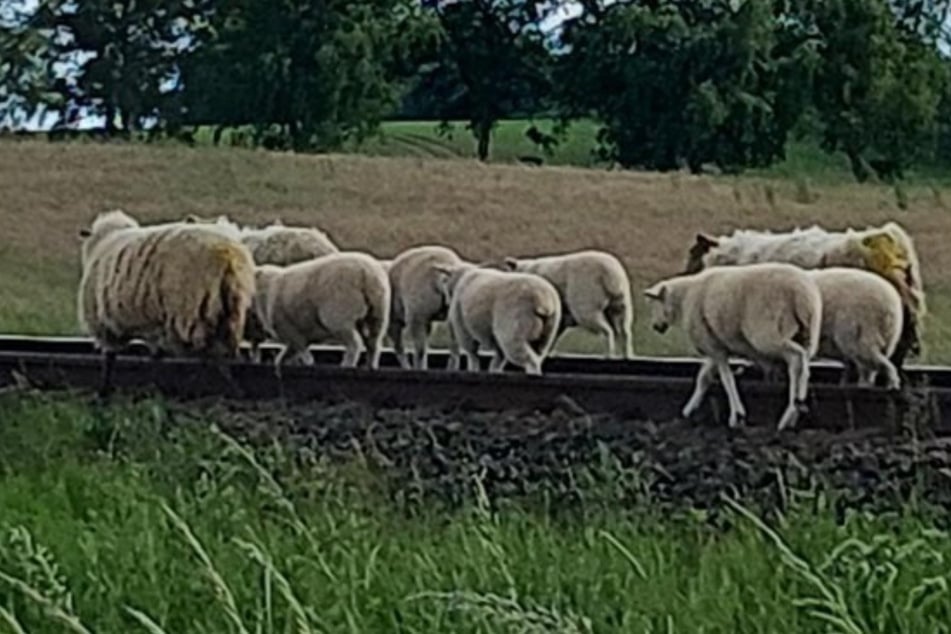 Schaf-Alarm im Gleis! Ausreißer legen Bahnstrecke lahm – Polizei rückt aus