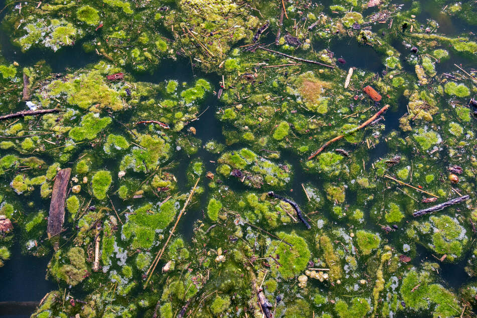 Gelangt Dünger ins Grundwasser, könnten Algenblüten entstehen.