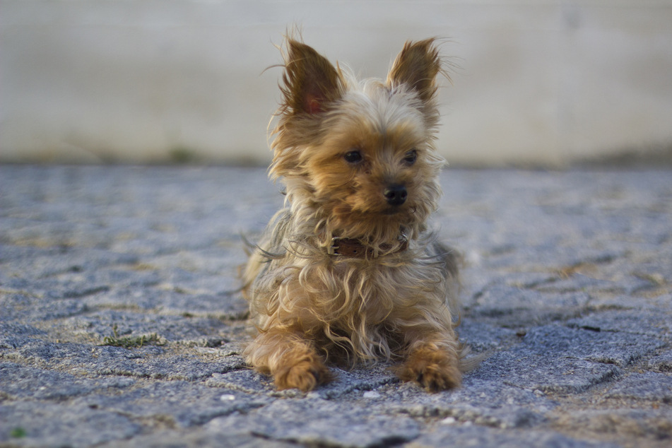 Der Hund lag auf dem Fußweg, als der Mann ihn mit seinem Auto überfuhr. (Symbolbild)