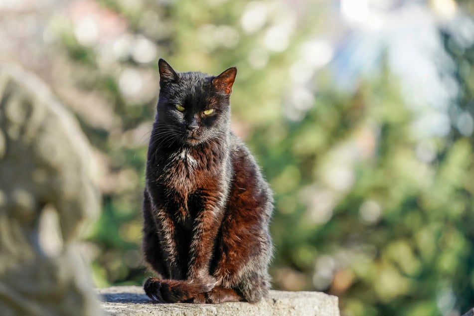 Hat eine schwarze Katze eine verdeckte Tabby-Zeichnung, sieht das Fell in der Sonne rötlich aus.