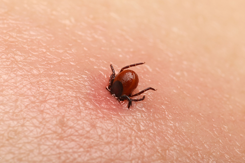 Das SFTS-Virus wird durch den Biss einer Zecke übertragen. (Symbolbild)