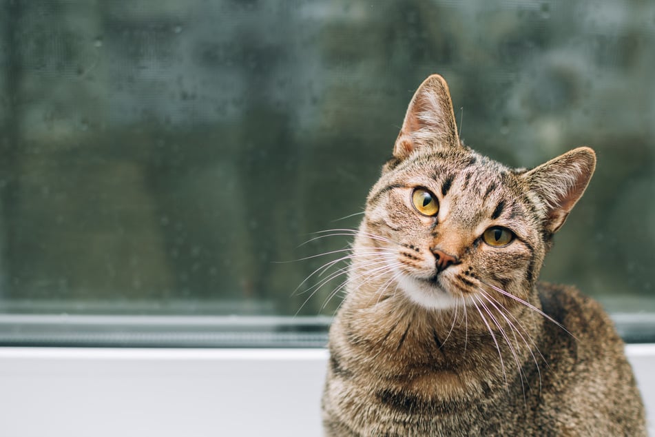 Einer Katze den Freigang abgewöhnen - geht das?