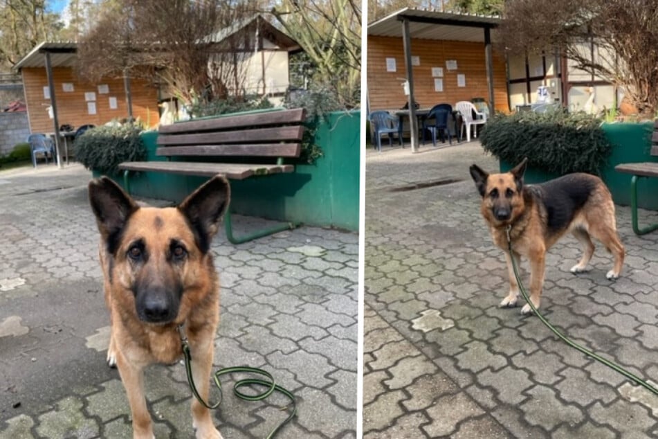 Auf dem Gelände des Tierheim Dellbrück posierte die Dreijährige kürzlich für hübsche Bewerbungsfotos.