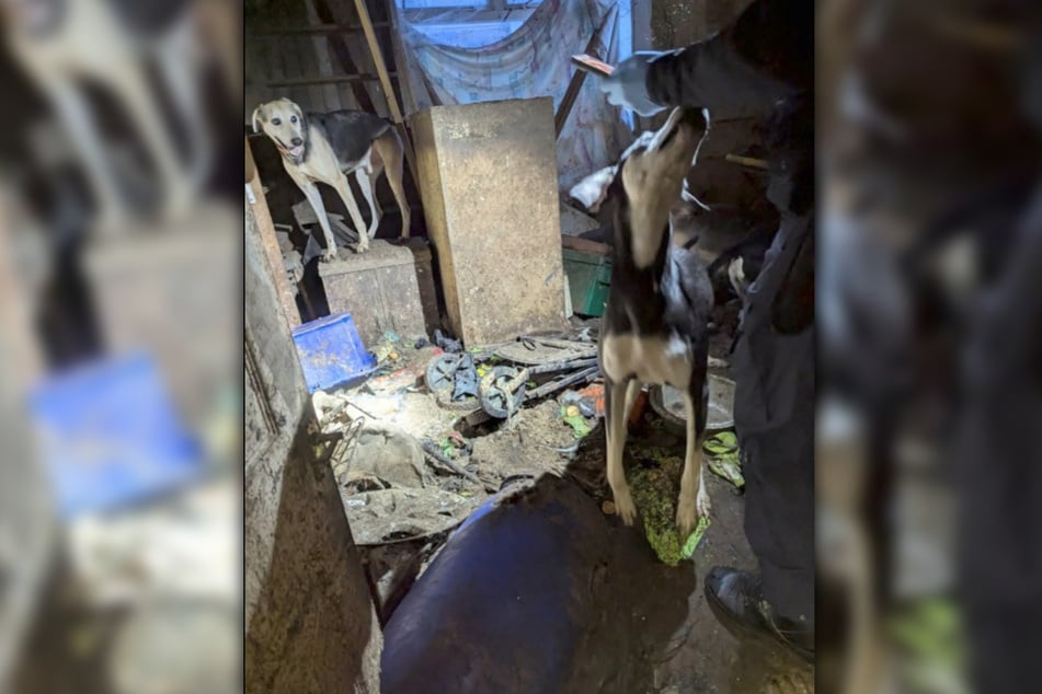 Hund Jude musste lange Zeit in Dunkelheit leben, bevor er von der Tierschutzorganisation RSPCA gerettet wurde.