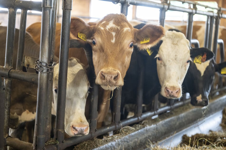 Das Metallgeländer, gegen das der Bauer gedrückt wurde, ist in dem Stall angebracht, um die Tiere in einzelne Abteile zu trennen. (Symbolfoto)