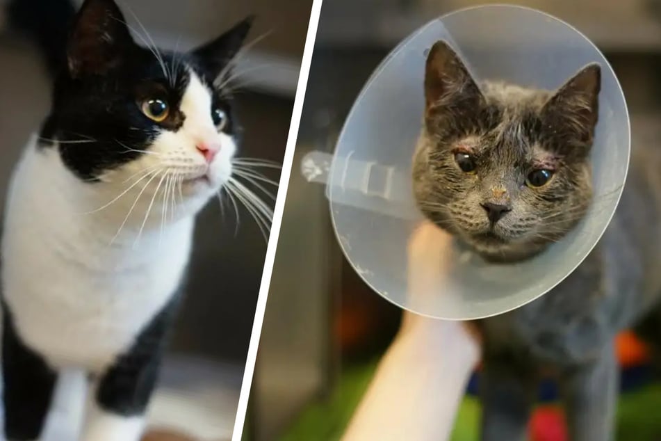 Sie sind beste Freunde: Diese Katzen suchen gemeinsam ein Zuhause