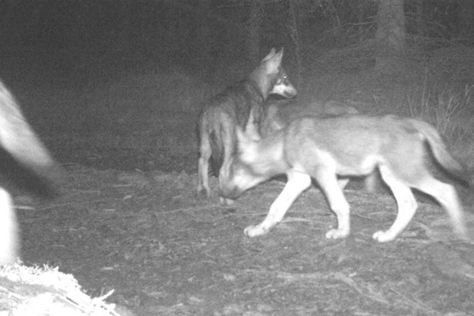 Ein weiteres Wolfsrudel wurde von Forschern im deutsch-tschechischen Grenzgebiet nachgewiesen.