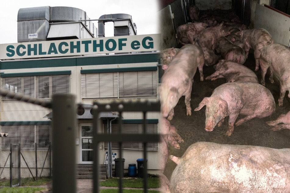 Im Schlachthof Gärtringen (links) sollen Mitarbeiter Rinder, Schweine und Schafe regelmäßig misshandelt haben. (Fotomontage)